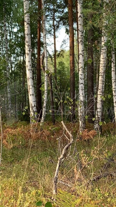 Объект недвижимости фотография 1370109