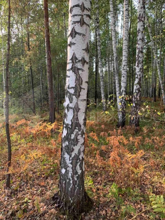 Объект недвижимости фотография 1370115